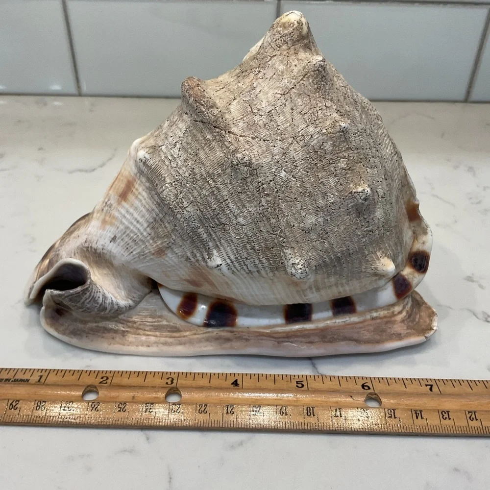 Natural Shell Home Accent Decor - Picture 7 of 8